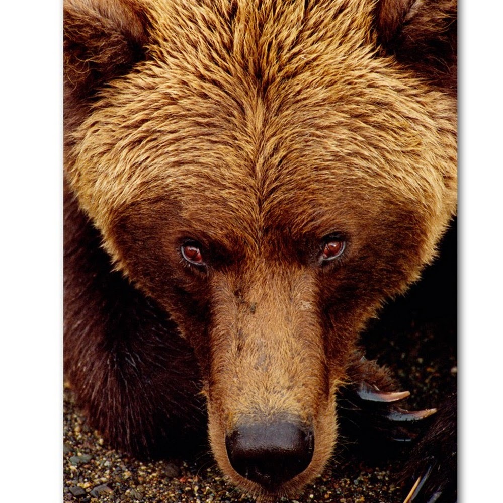 Meet your Posher, Bari